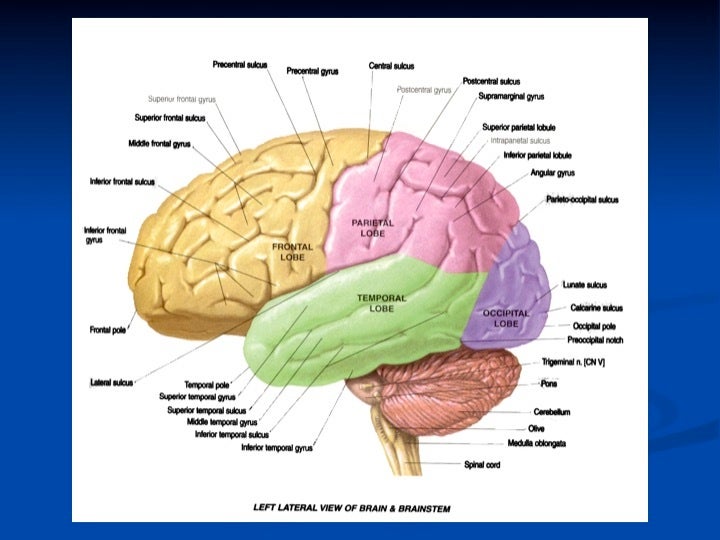 Third image of brain used in PowerPoint