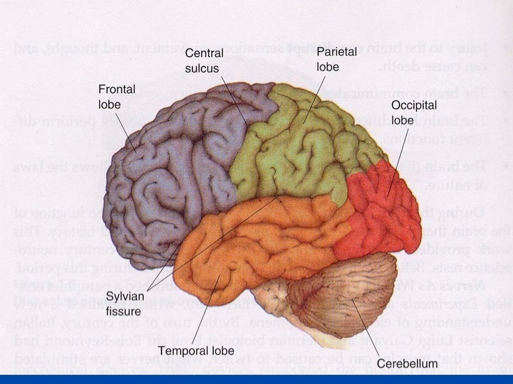 Image of Brain in Dr. Leist’s PowerPoint